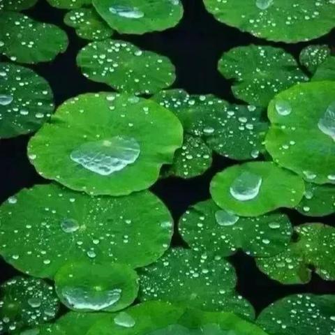 明日雨落，静听天意
