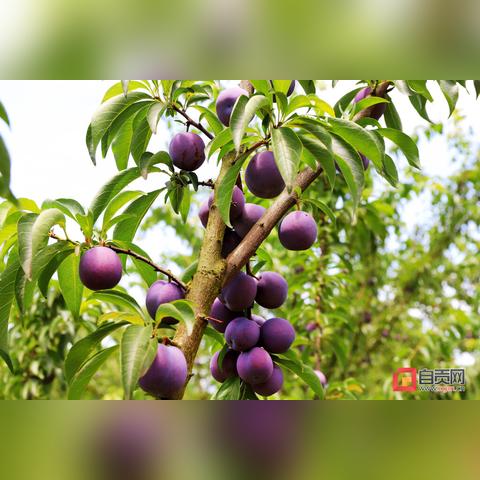江苏天气，四季流转间的温婉与多变